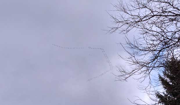 SandhillCranes