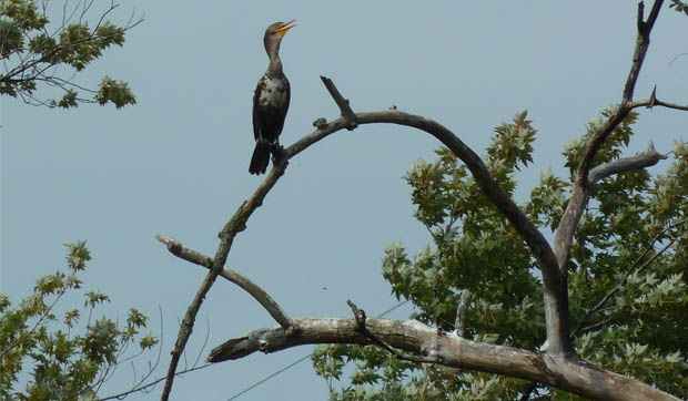 Cormorant1