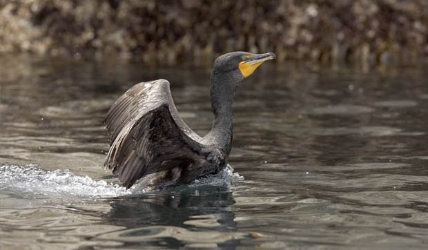 Cormorant2