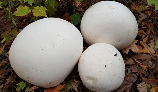 Puffballs