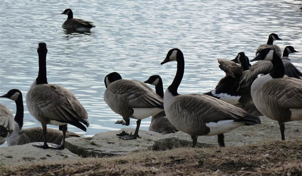 CanadaGeese