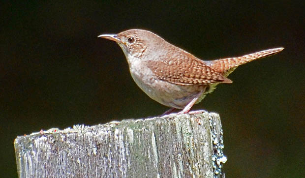 HouseWrens