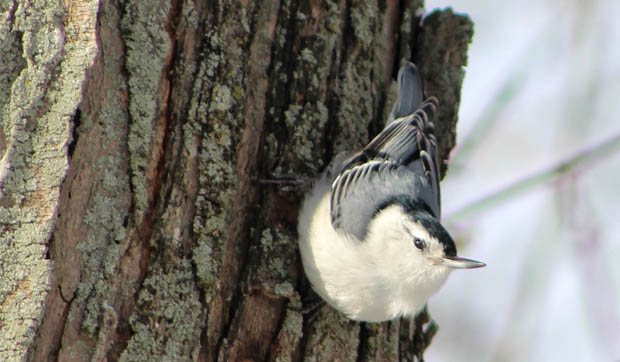 WhiteBreastedNuthatch