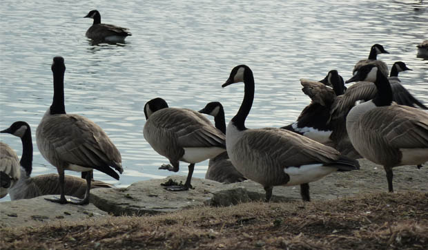 Canada goose cheap migration 2019