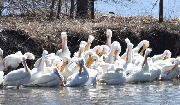 Pelicans