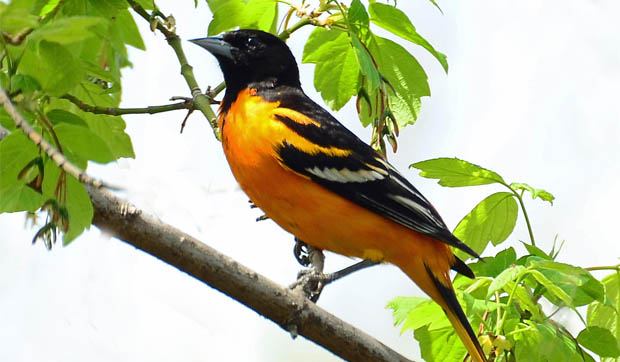 BaltimoreOriole