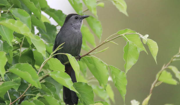 GrayCatbird