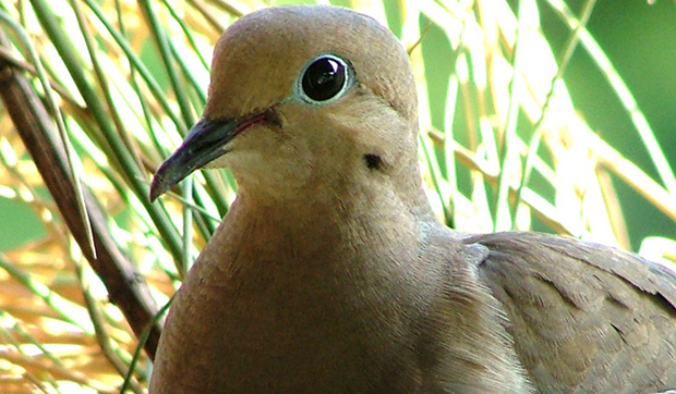 MourningDove