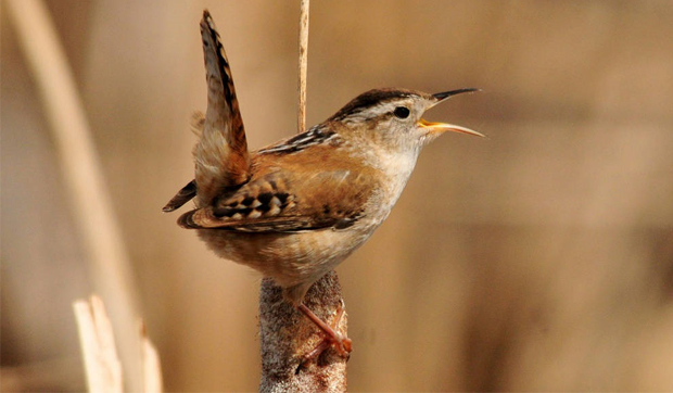 MarshWrens