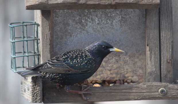 starlings