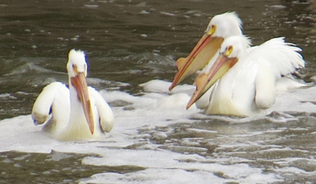 Pelicans