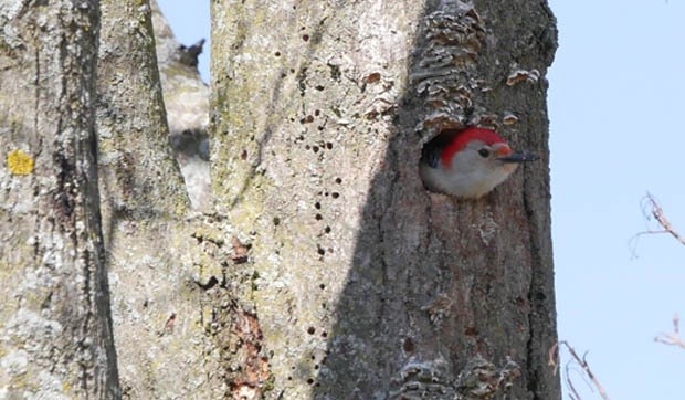 RedBelliedWoodpecker