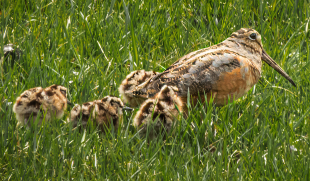 Woodcocks