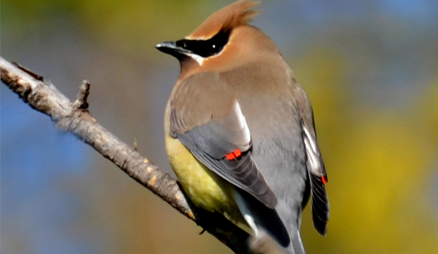 CedarWaxwings