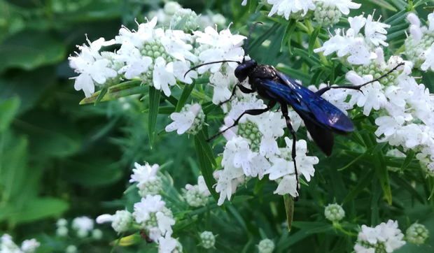 GreatBlackWasp