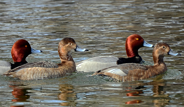 RedHeadDucks