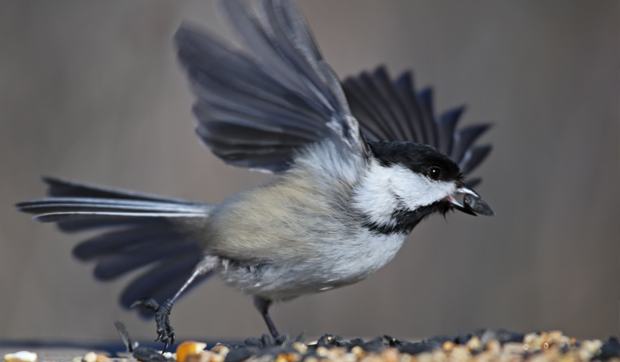 Chickadee