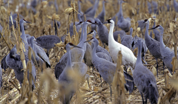 Cranes