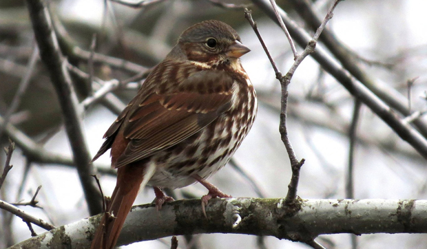 FoxSparrows