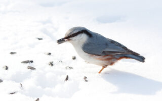 Birds Stay Warm