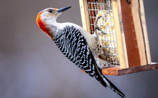 Bird Feeding