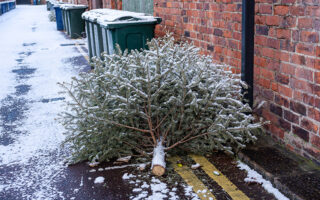 Treecycling