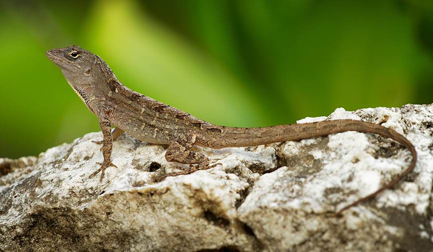 Anole