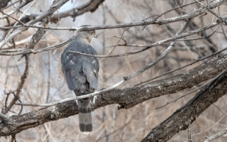 CoopersHawk