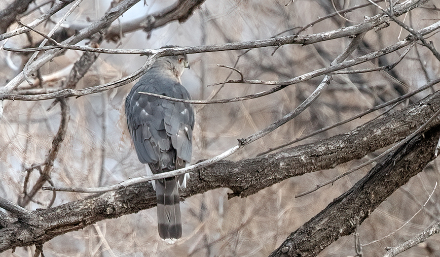 CoopersHawk