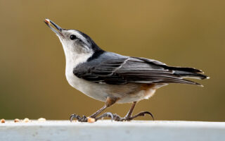 Nuthatch