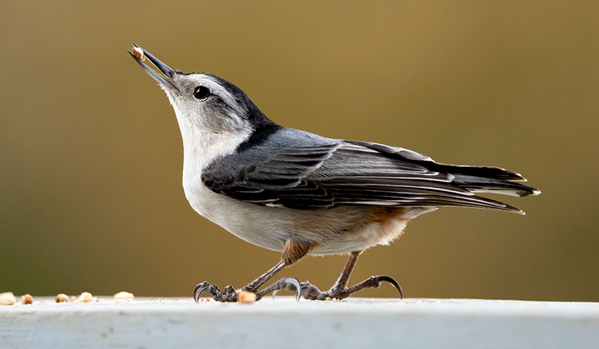 Nuthatch