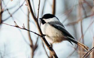 Chickadees