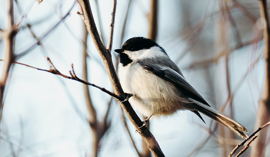 Chickadees