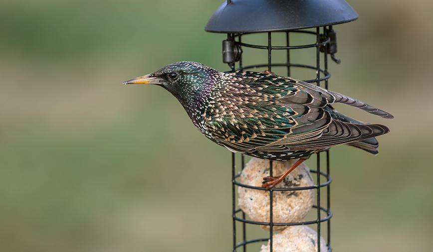 Starling