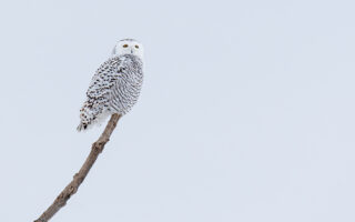 Snowy Owl