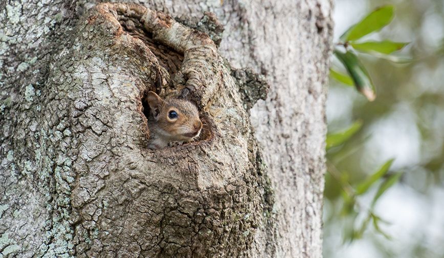 Tree Cavities