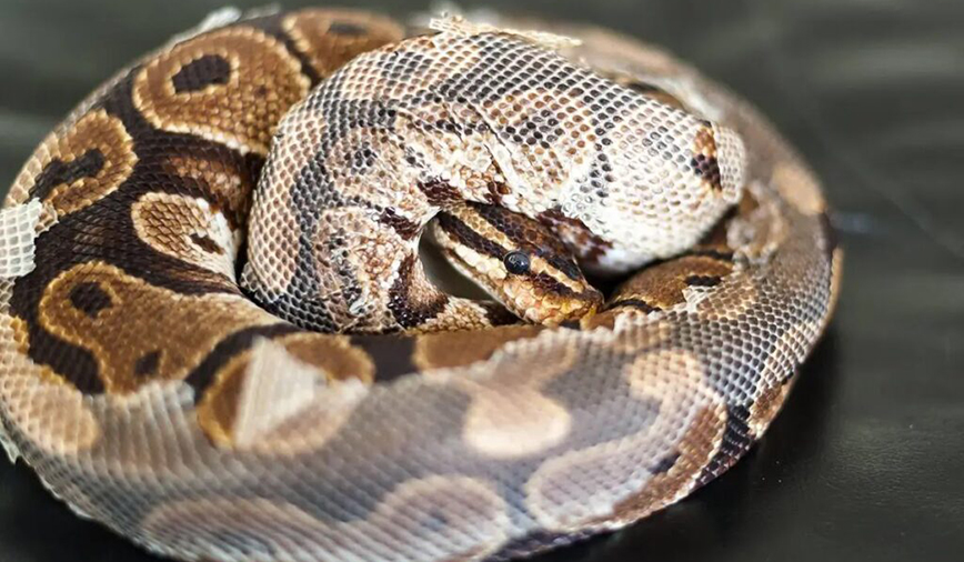 Ball Python