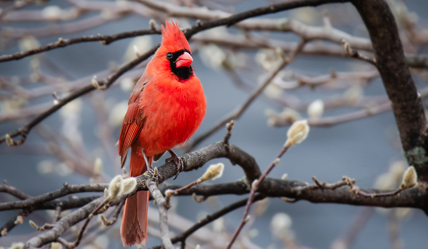 Bird Sounds