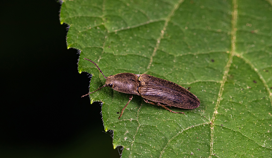 Click Beetle