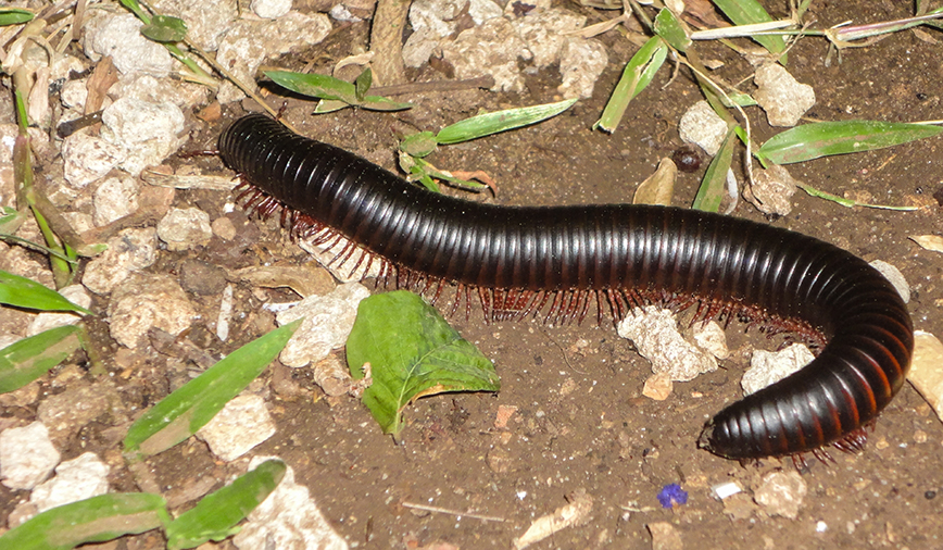 Millipede