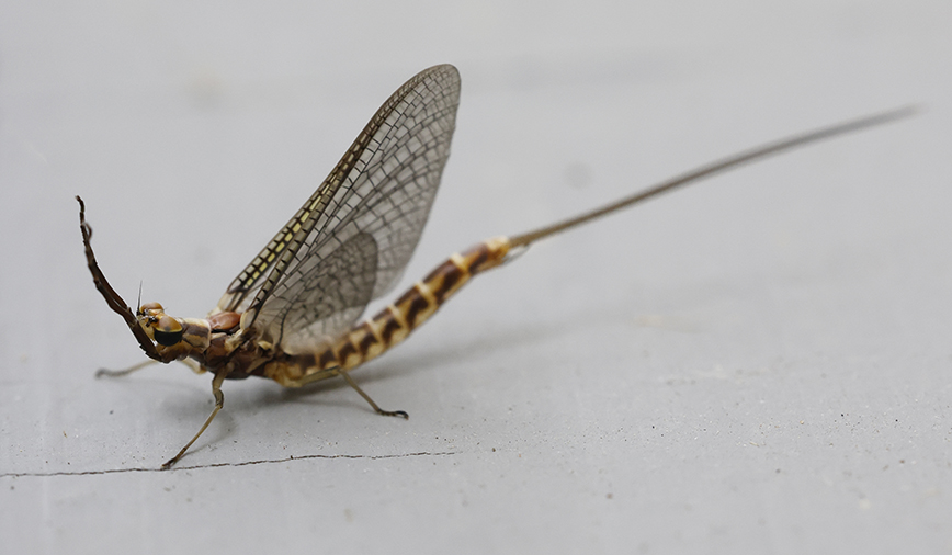 Mayflies