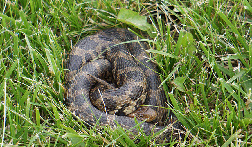 Fox Snake | Good Natured