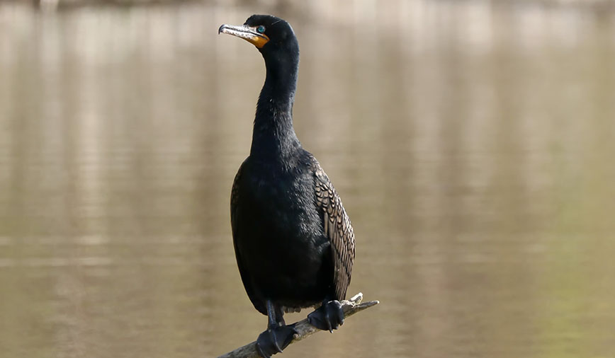 Cormorants