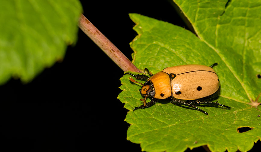 Grapevine Beetles