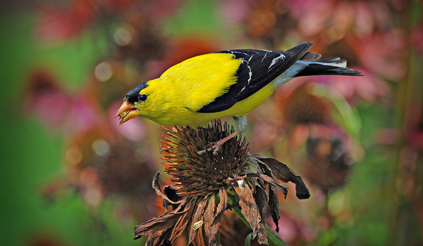 Goldfinch