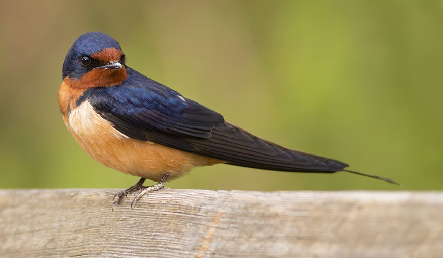 Barn Swallows