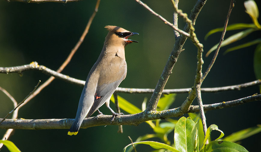 Cedar Waxwings