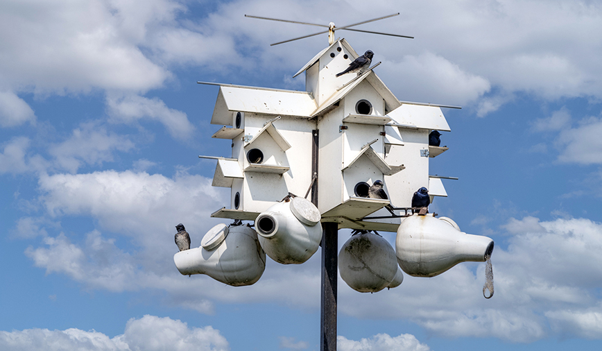 Purple Martins