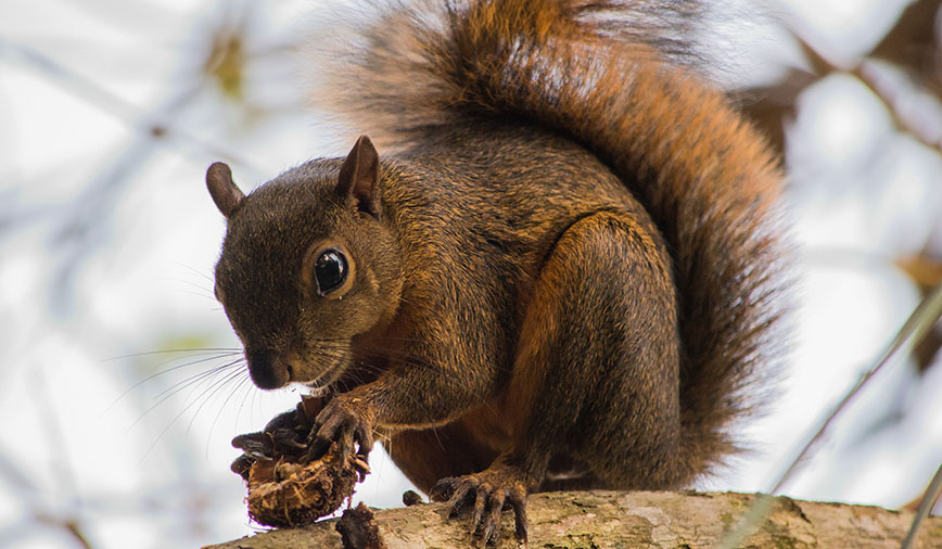 Squirrels-n-Walnuts