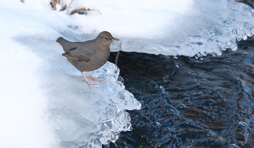 American Dipper